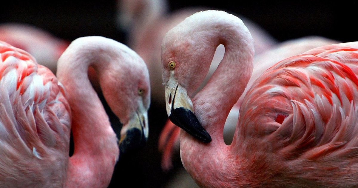 Find the Pink Things (Blitz) Quiz