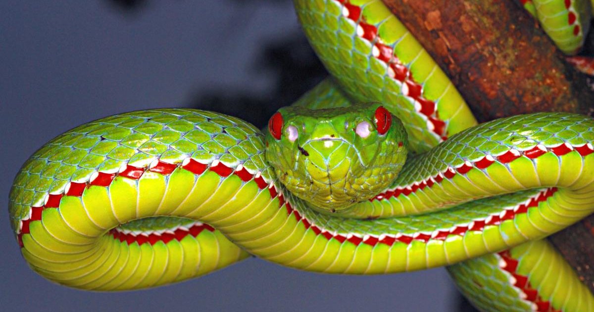 Animals Snakes Quiz By kfastic