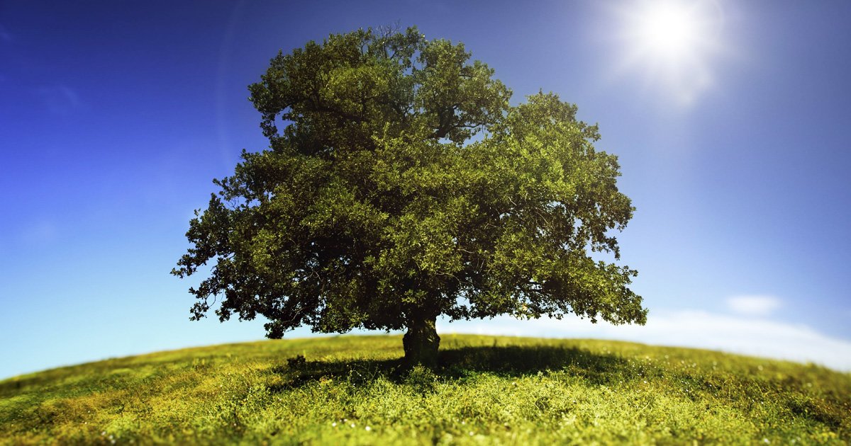 Picture Click Spanish Family Tree Quiz