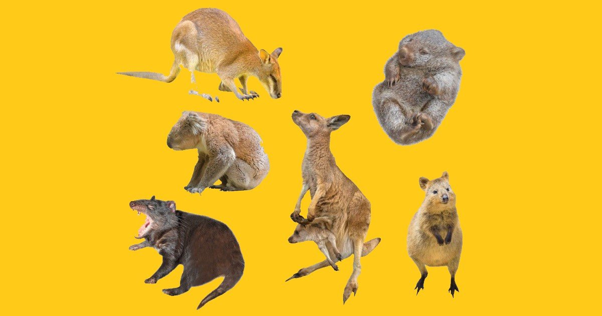 Marsupials or Amphibians? Quiz - By nabean