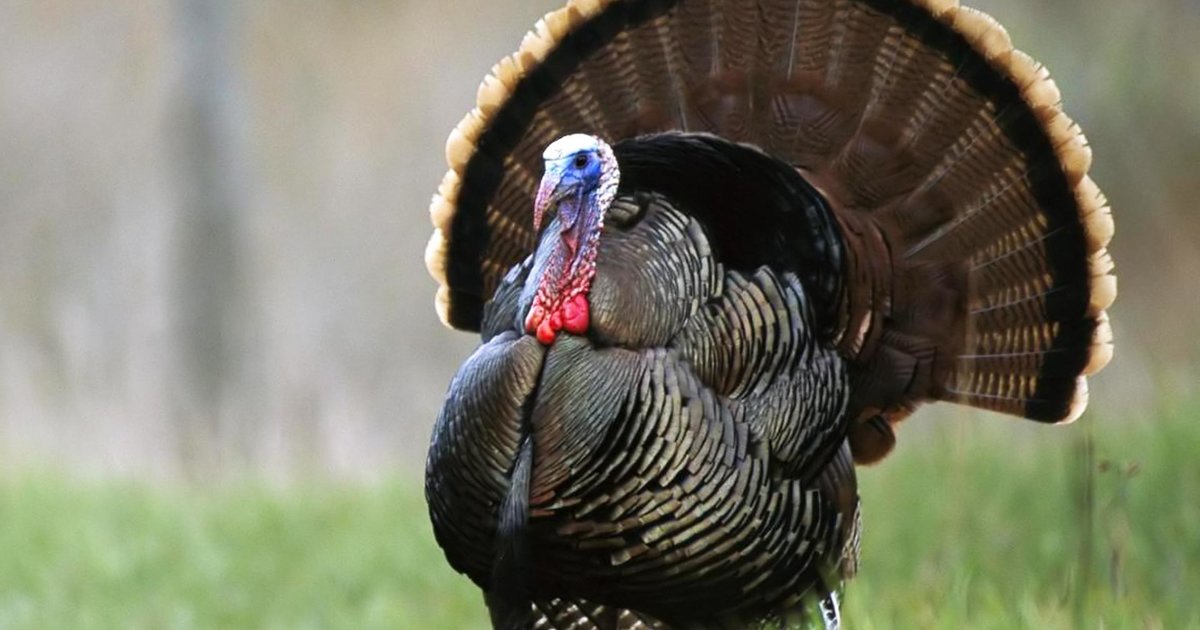 Catch the Turkeys! Quiz