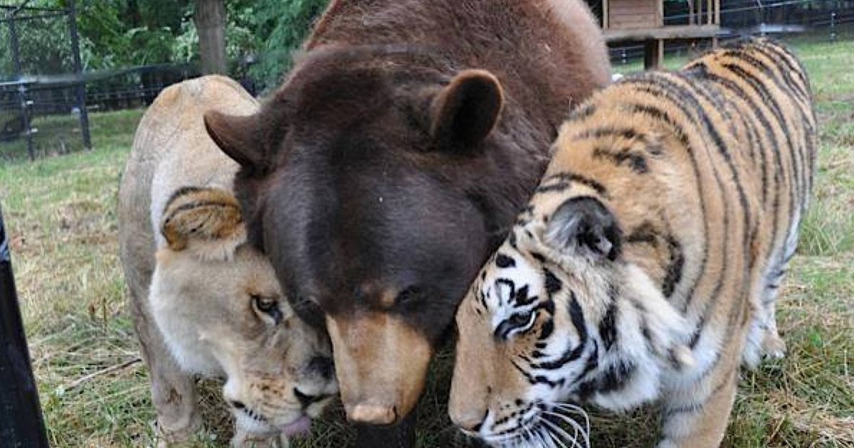 Lions and Tigers and Bears Quiz