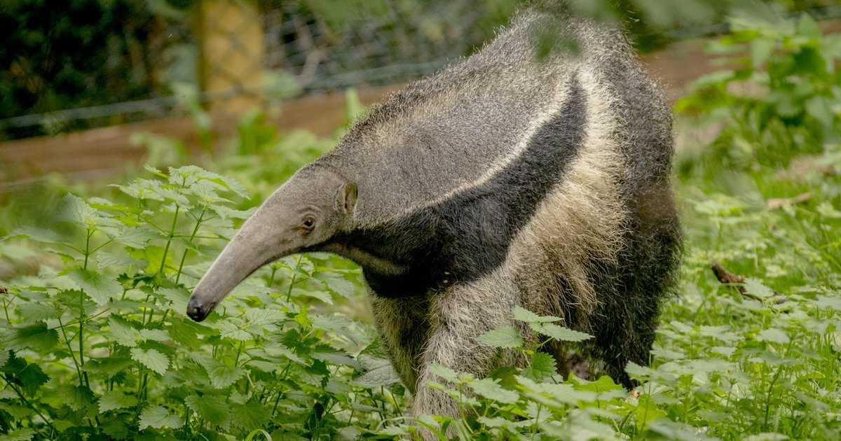 25 Mammals of Brazil Quiz