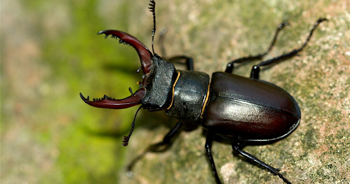 The 3rd thing you need to know: Insects Quiz - By MrWhiplash
