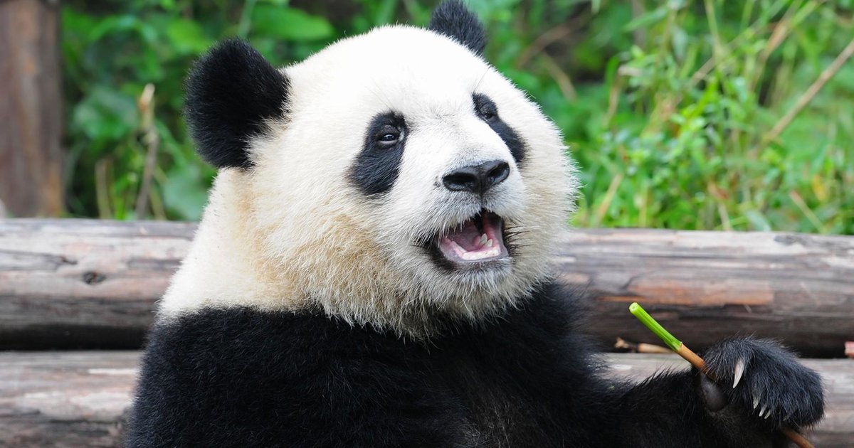 25 Mammals of China Quiz