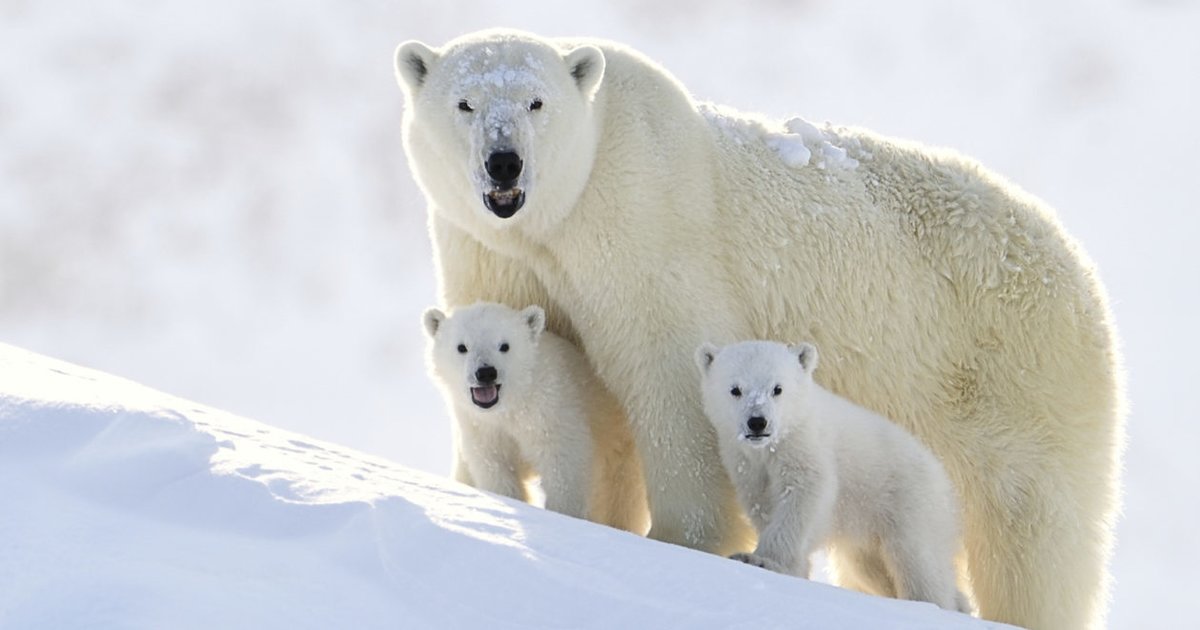 Bears Quiz - By eipi-1