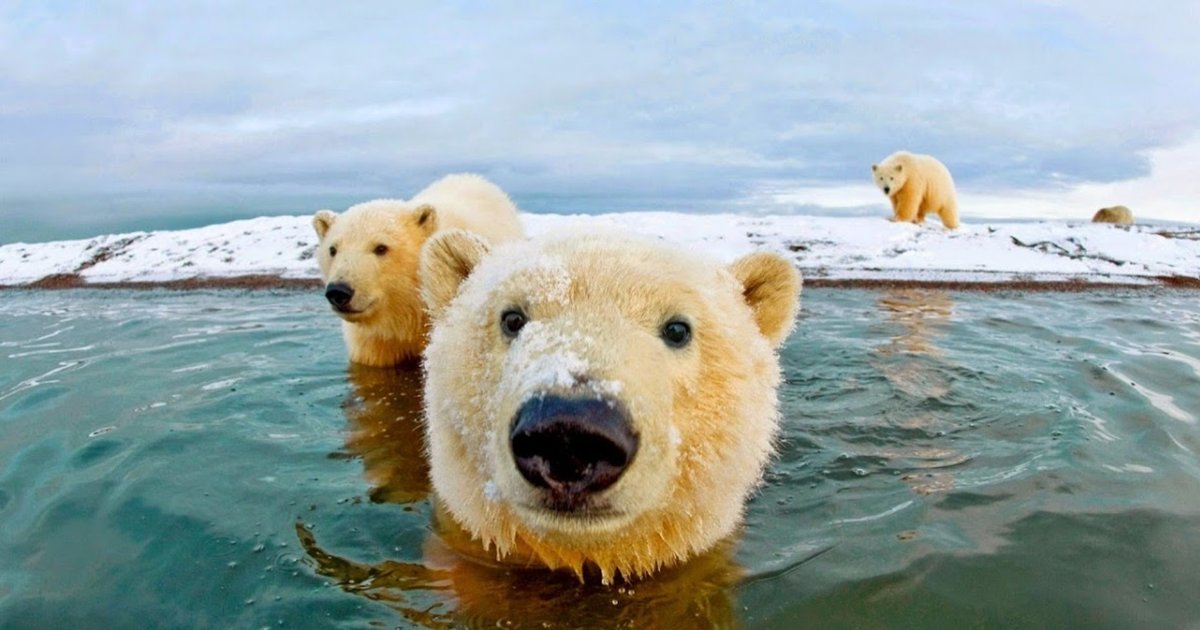 Sporcle at the Zoo - Polar Bear Quiz - By ZooReviewer