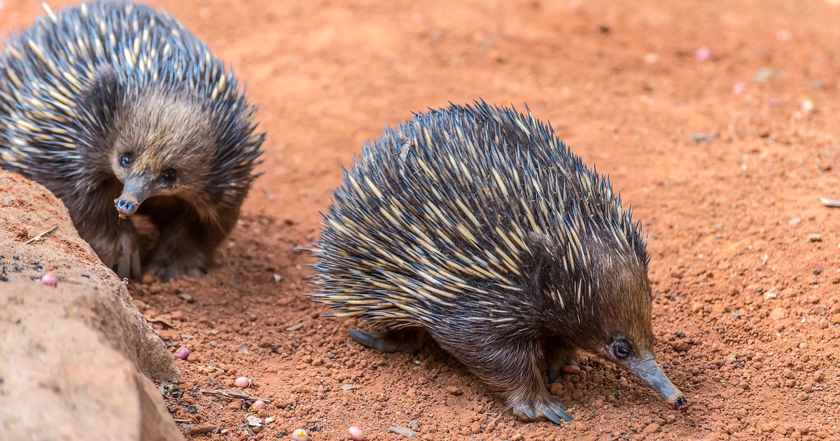 Vowel-less Animals Quiz