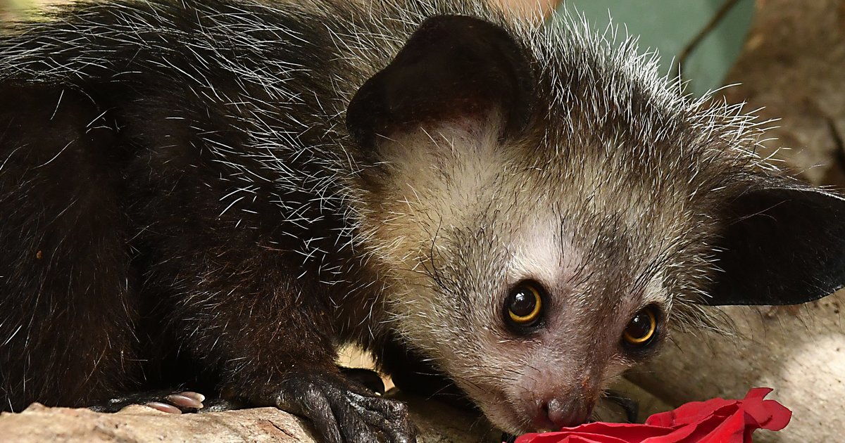 Vowel-less Mammals Quiz