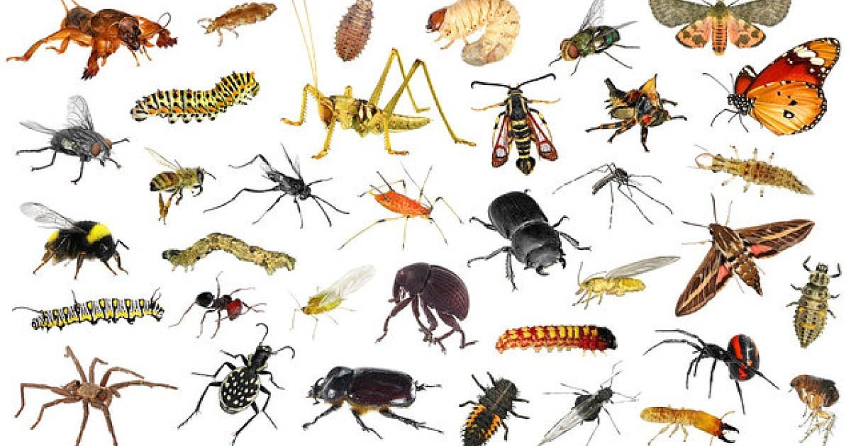 Insects or Other Members of the Animal Kingdom? Quiz - By nabean