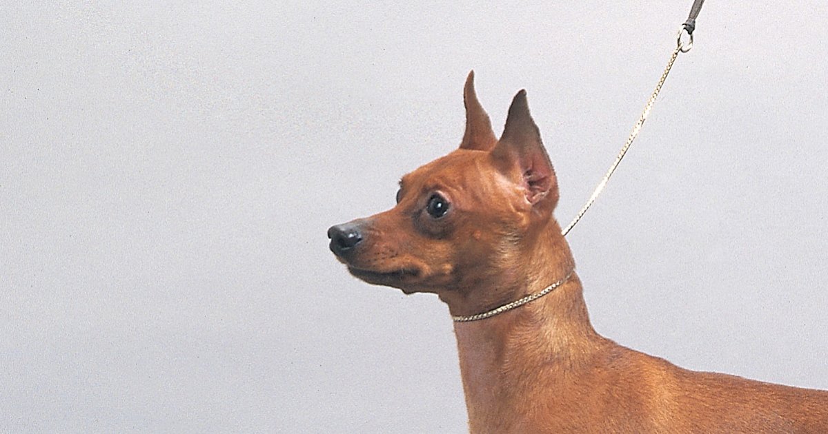 Toy Group Dog Breeds Quiz By palmtree