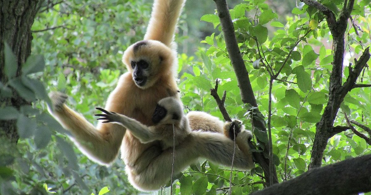 Primates Home Ranges Primate Ranges Quiz