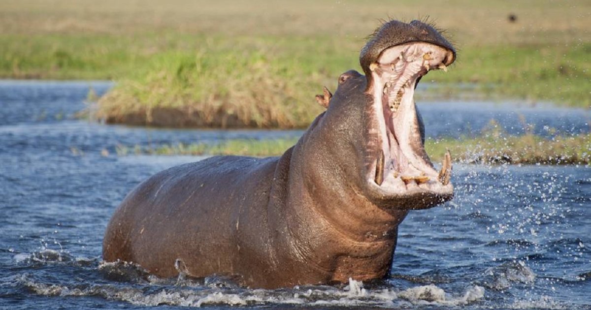 Find the Animals of Mali Quiz - By alvir28