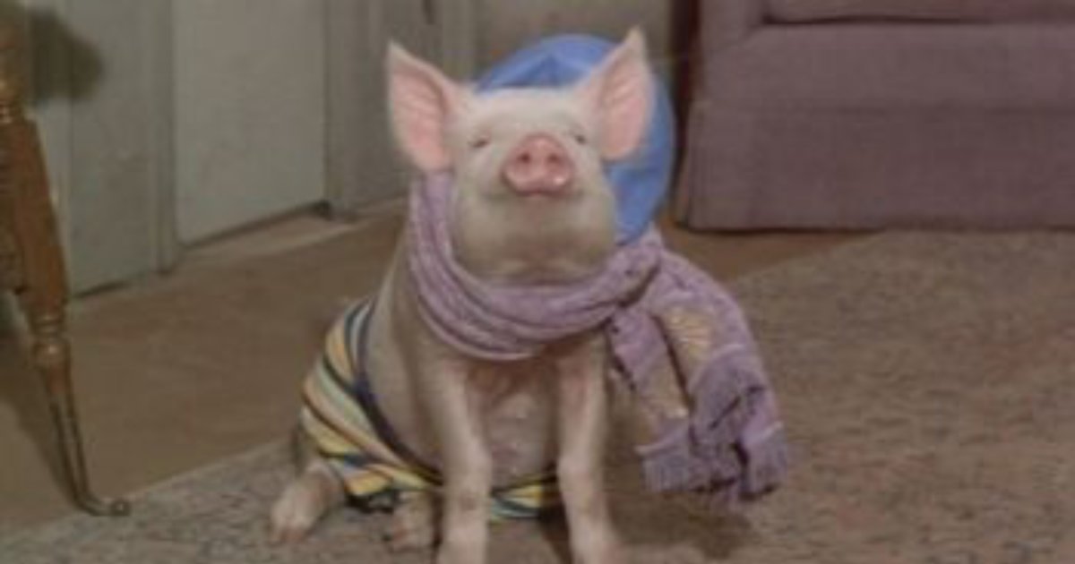 Shortest TV Runs (Multiple Choice) Quiz By qlh27