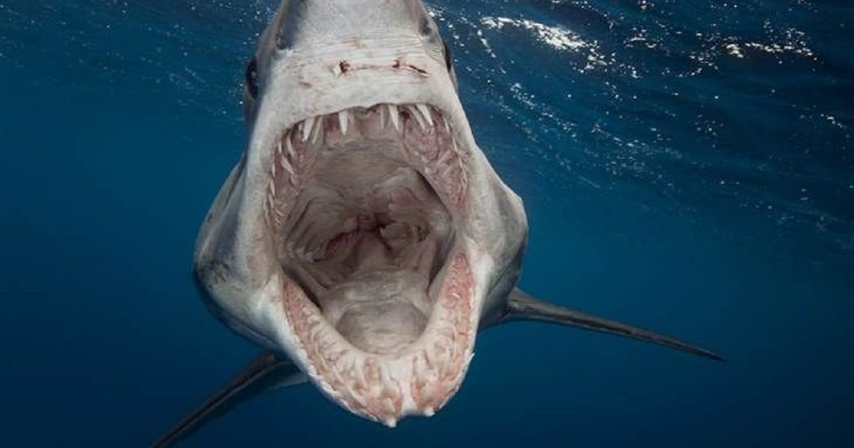 Aquatic Apex Predators Quiz