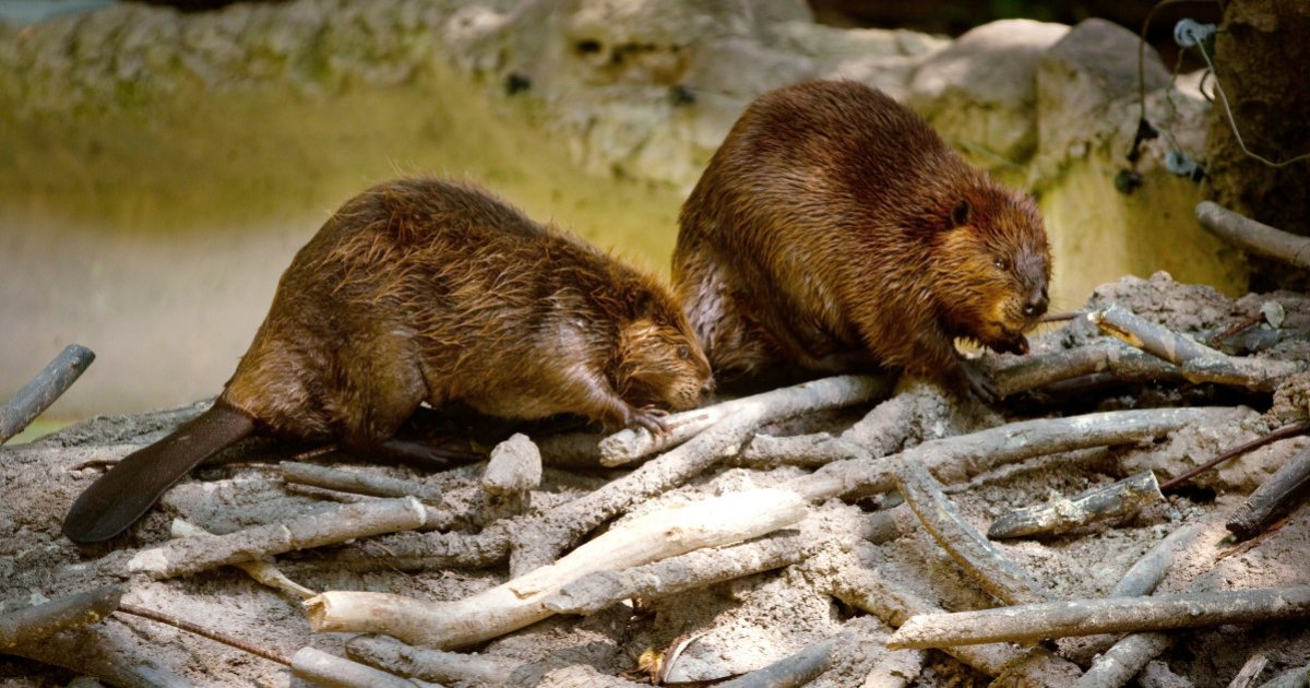 Beaver Species Quiz By gingerlover