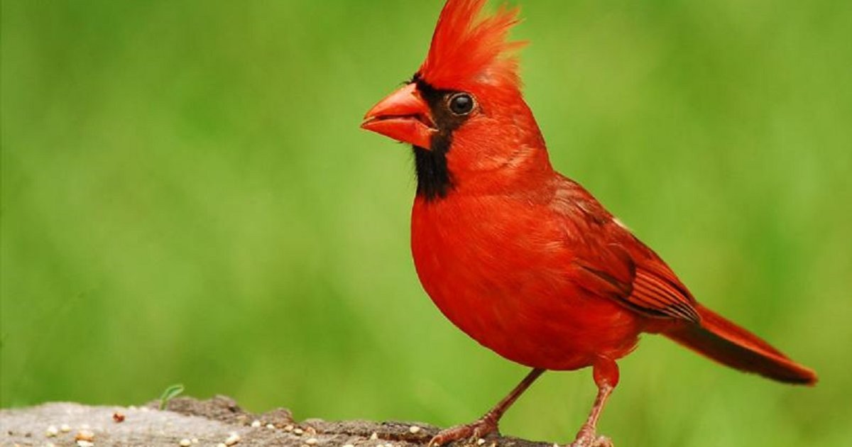 Find the Red Animals Quiz