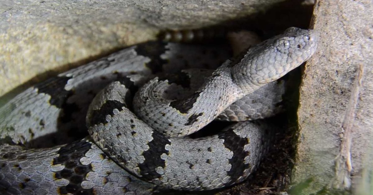 Banded Rock Rattlesnake States Quiz By gingerlover