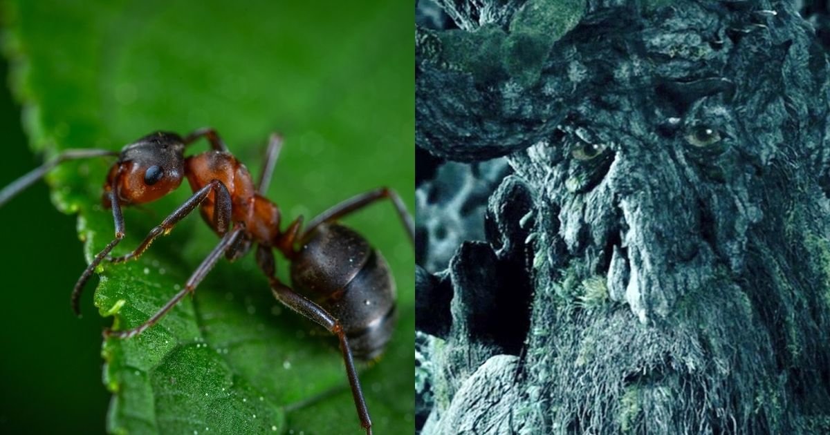 -ant or -ent? Quiz