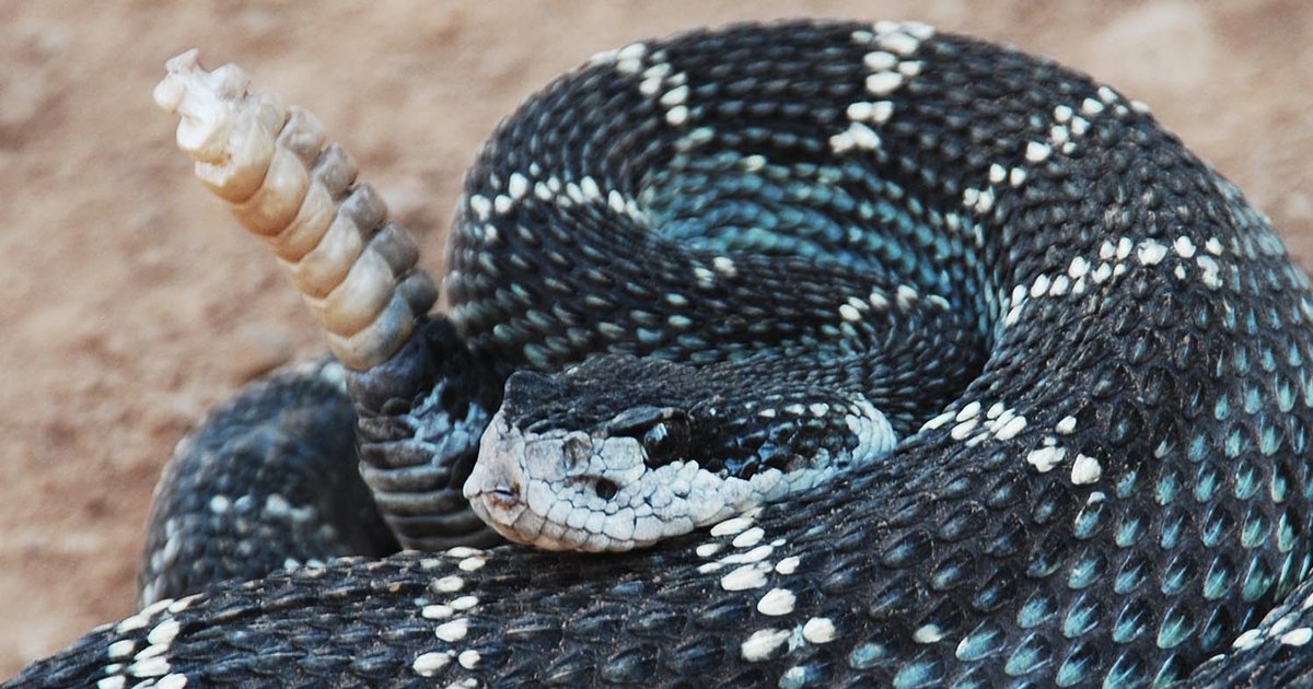 States Without A Native Rattlesnake Population Quiz By gingerlover