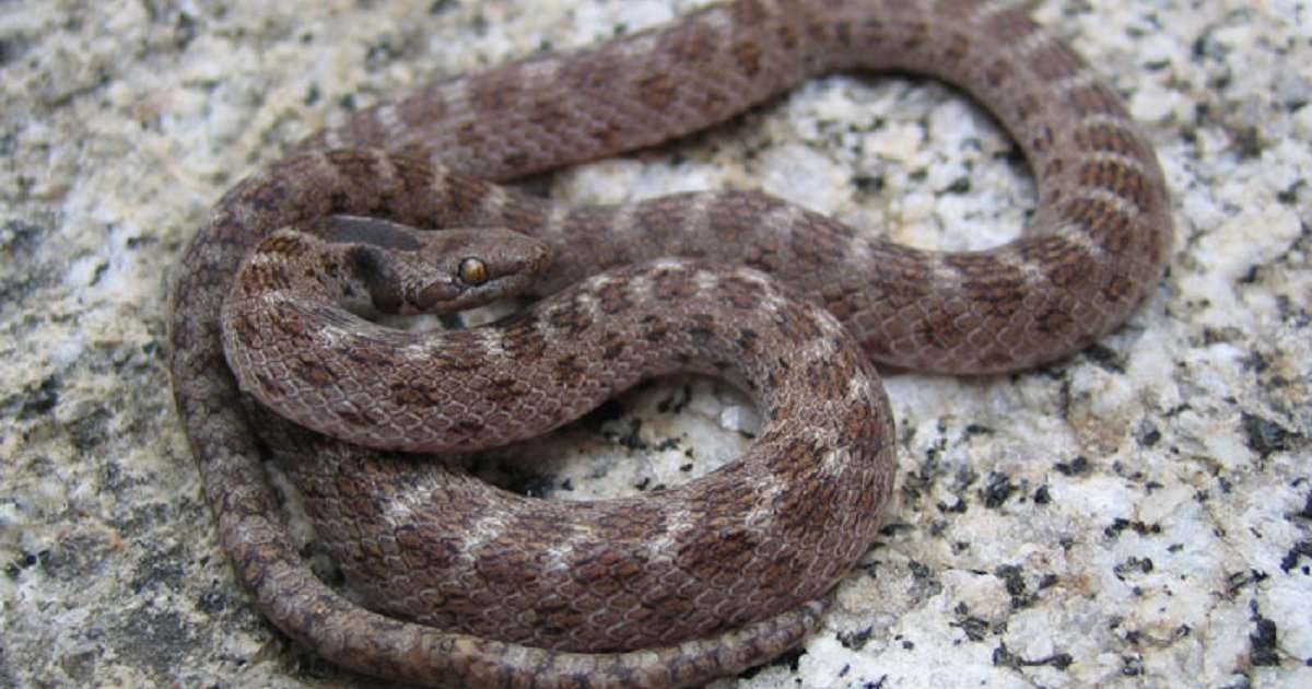 Venomous Snakes Of Canada Quiz By Gingerlover