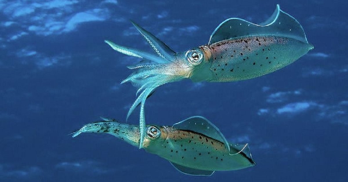 Click an Inkfish Quiz By alvir28