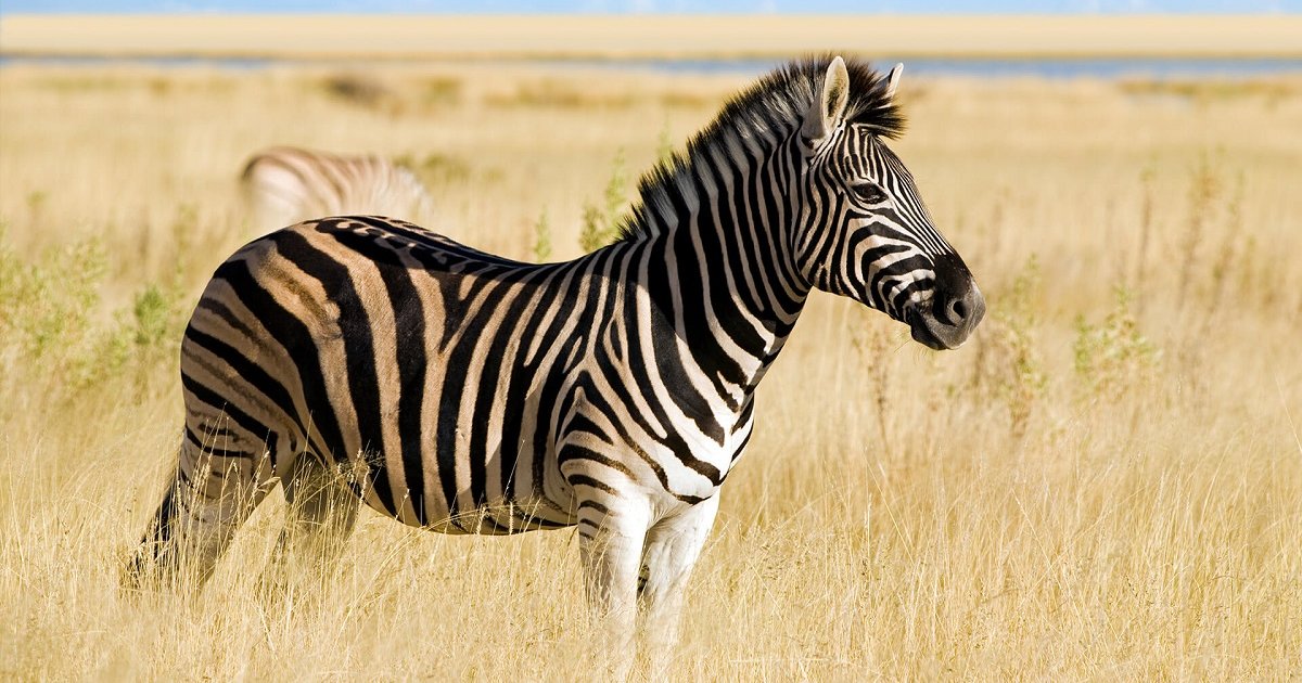 Find the Zebra Animals Quiz - By alvir28