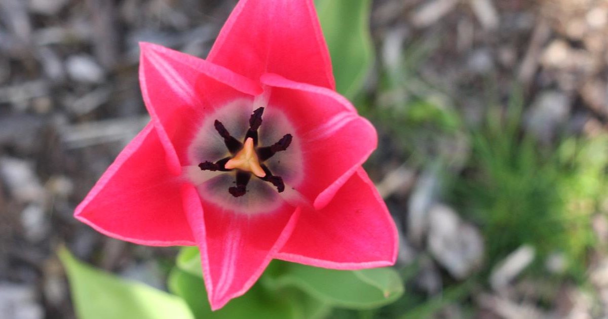 Match the Flower Common Name with Scientific Name Quiz By beck