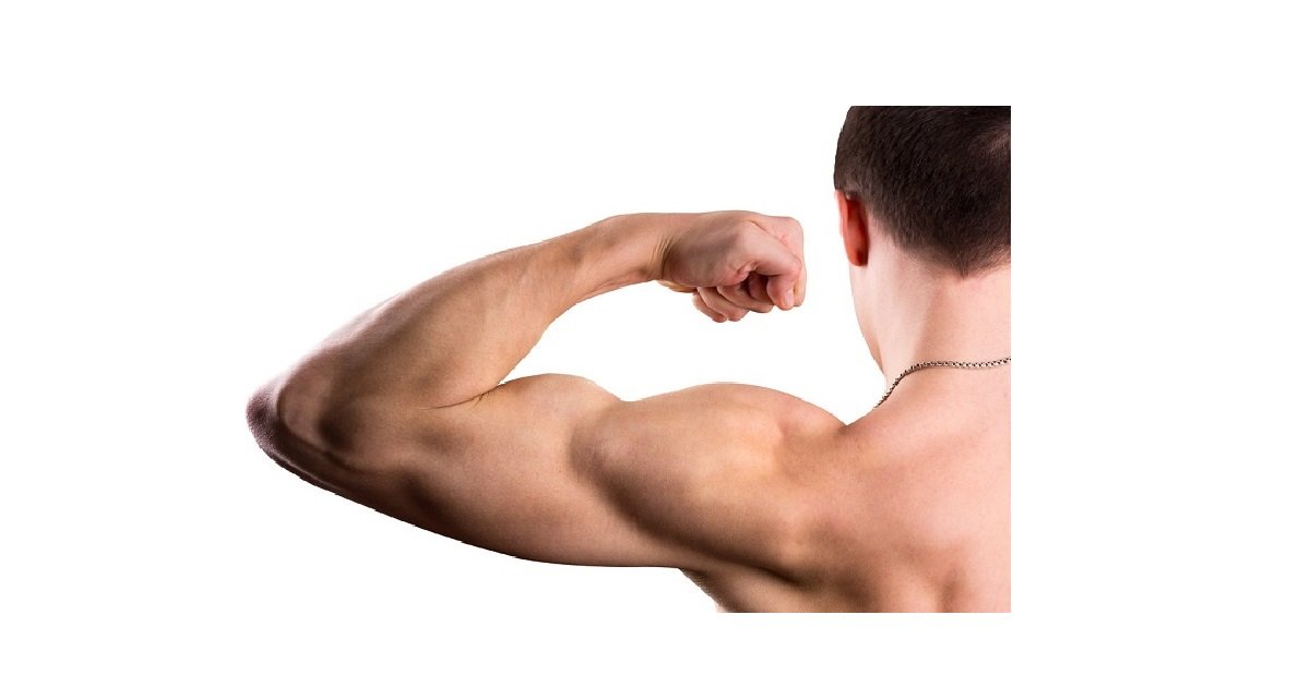 Human Arm Bones Quiz By pdigoe