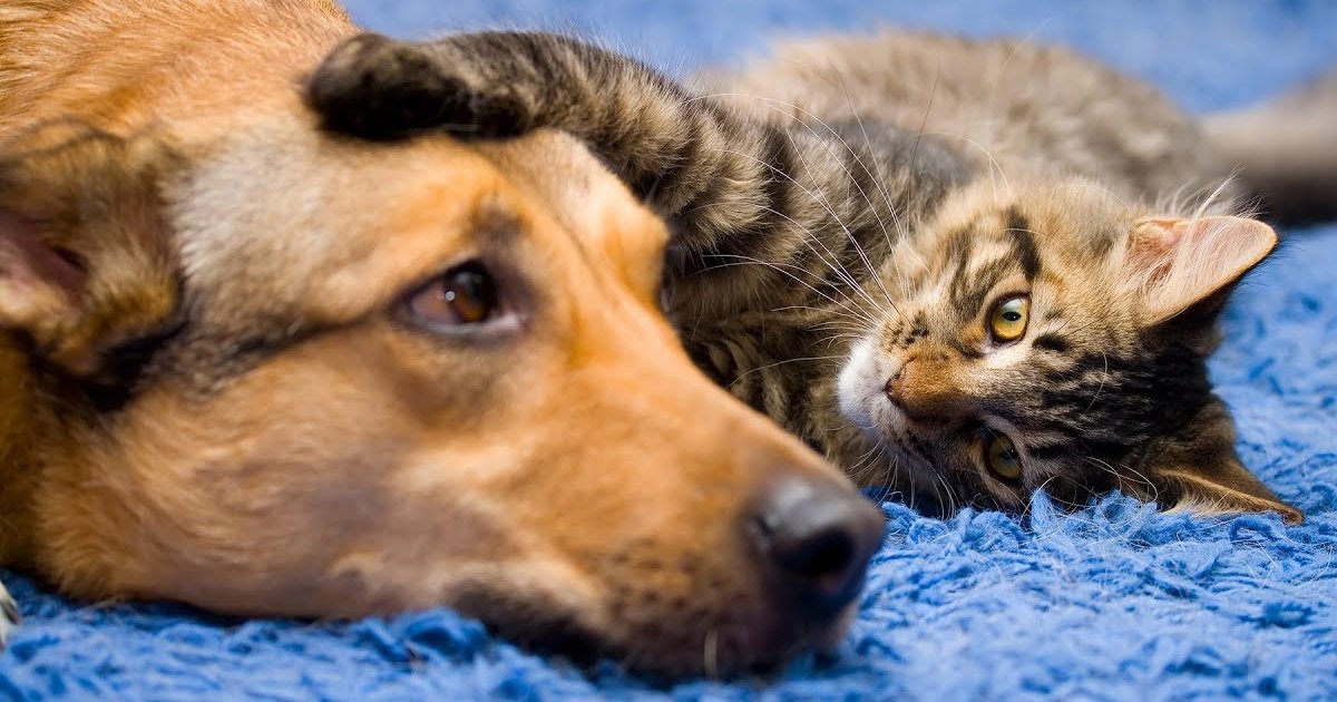 Cat or Dog Quiz By NO_r_WAY