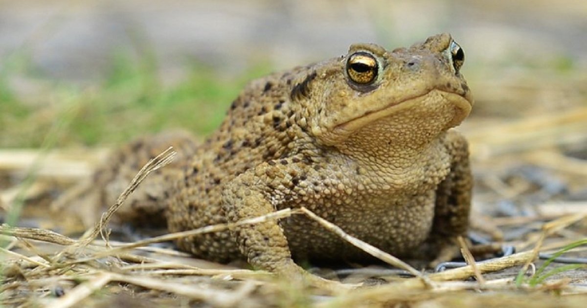 Find the Toad Animals Quiz - By alvir28