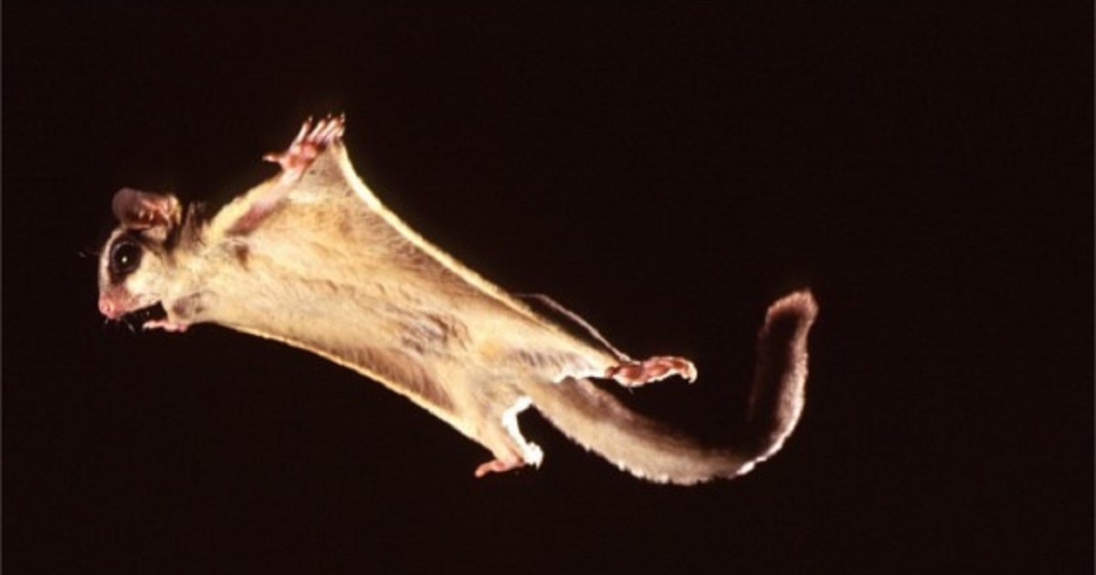 Click a Gliding Animal Quiz By alvir28