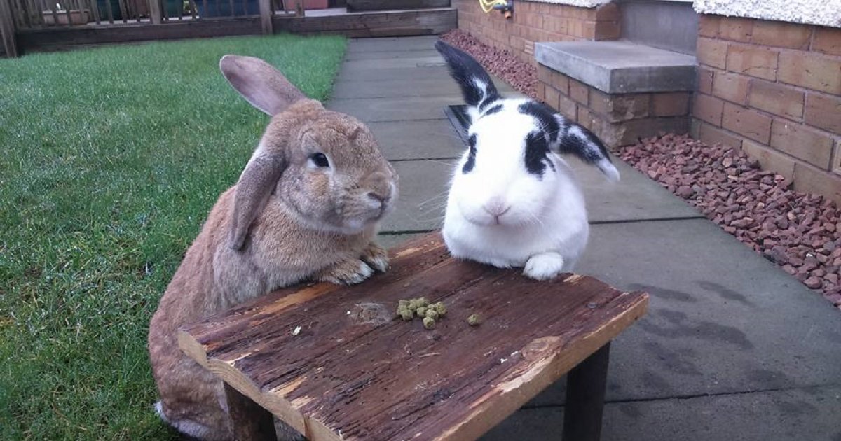 Rabbit Breed Quiz By flowertot99