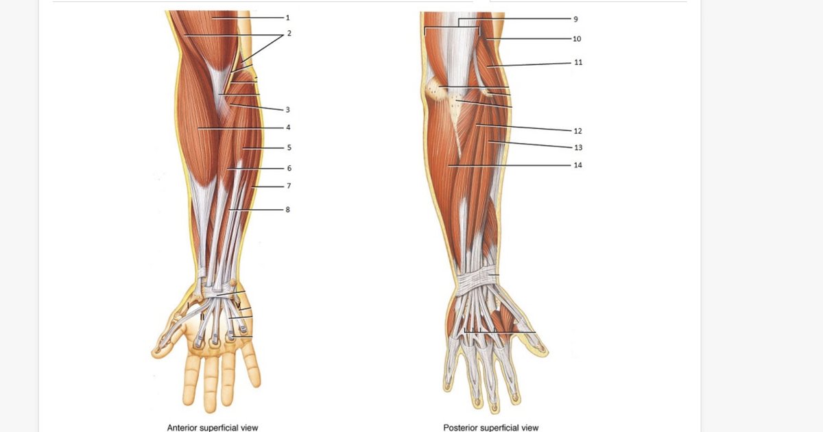 Muscles of the Arm Quiz By lesliee2