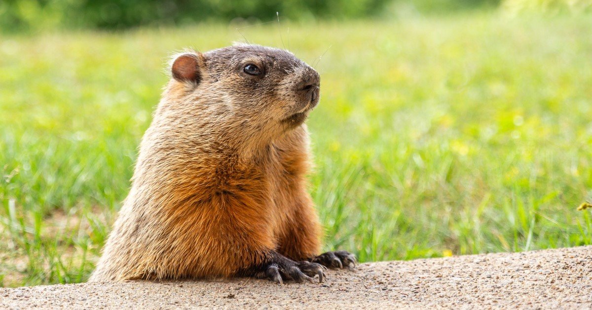 Groundhog Day Definitions Quiz