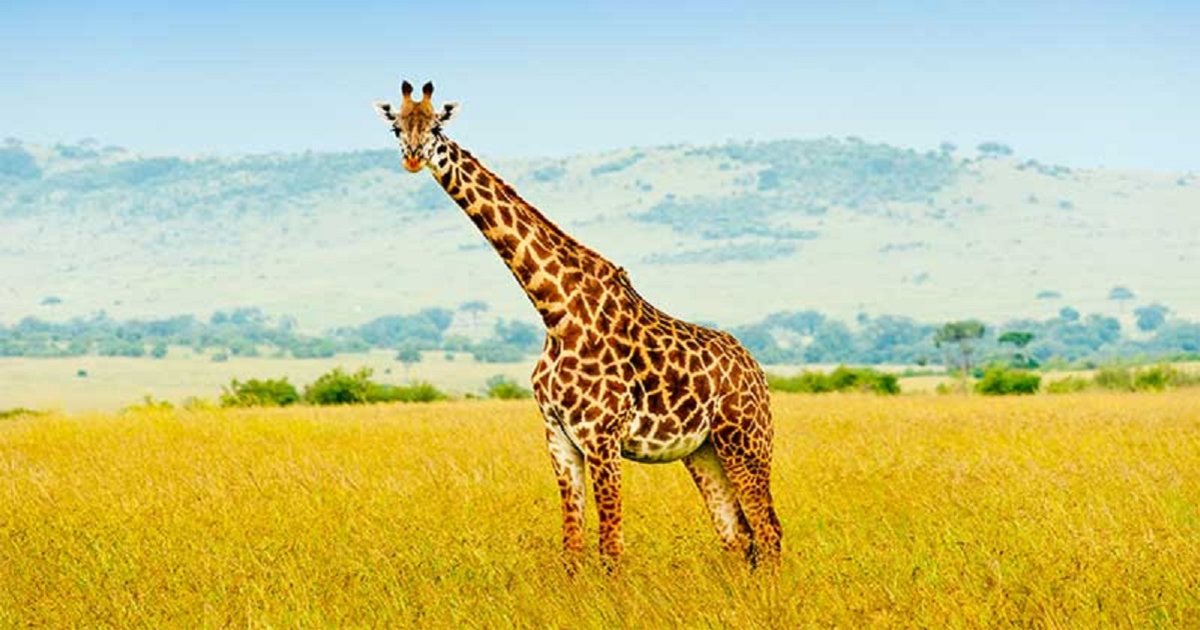 Find the Giraffe Animals Quiz - By alvir28