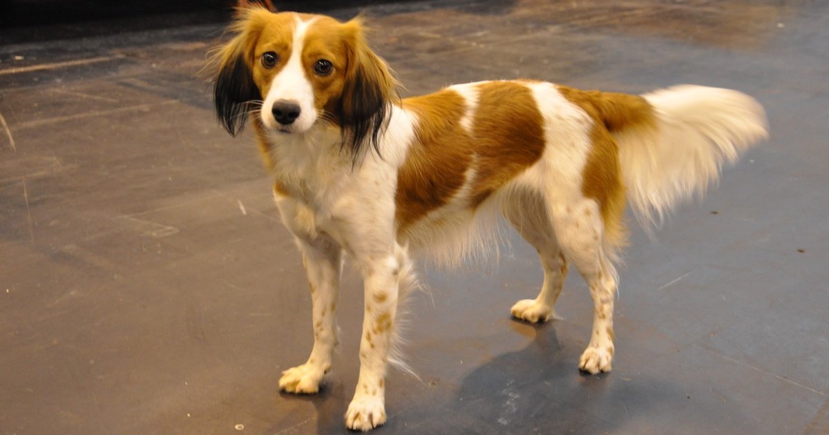Pick the Real AKC Breeds Quiz By laurenthian