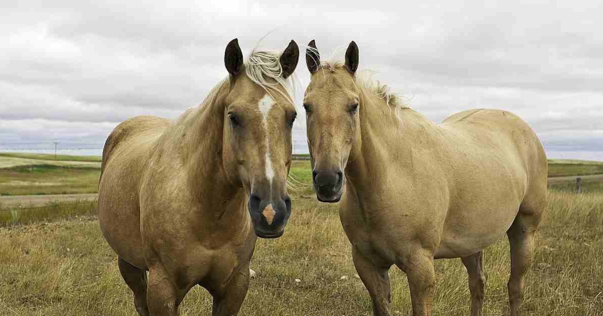 Horse Breeds Match Up 2 Quiz By zoeysydney