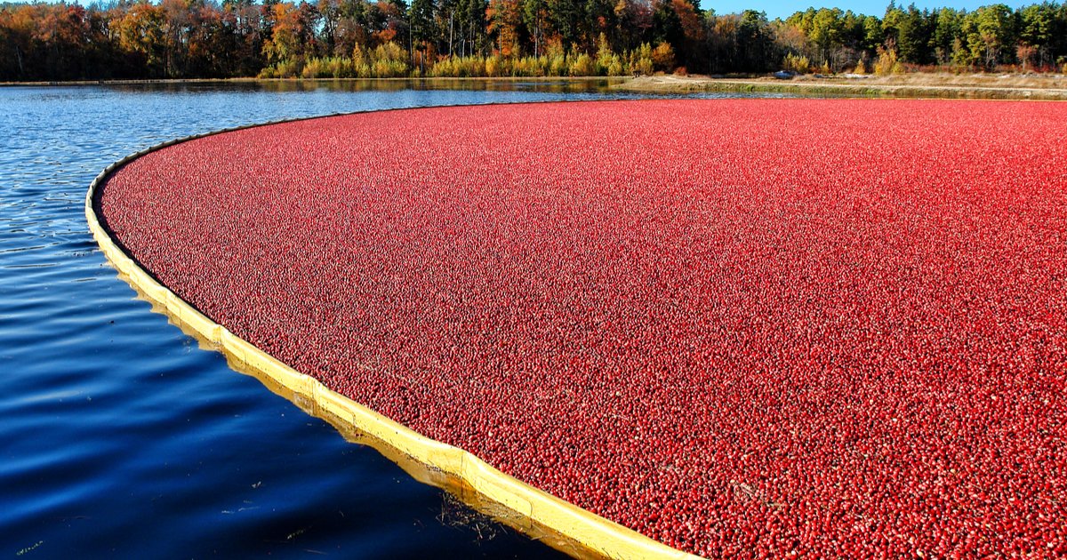 TOP 5 CRANBERRY STATES(map click) Quiz By bigpond1966