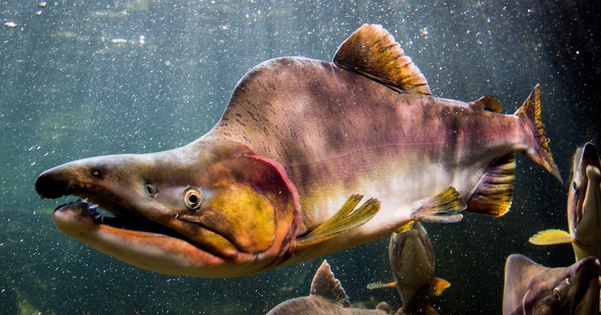 Find the Salmon Animals Quiz By alvir28