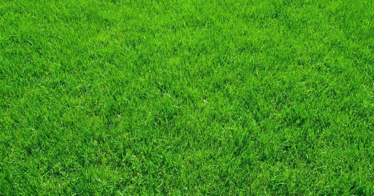 Ultimate Marijuana Nicknames Quiz By StrategicRocks