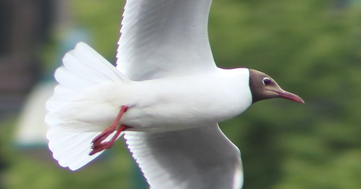 Dutch Birds by Scientific name Quiz - By allisonwolder