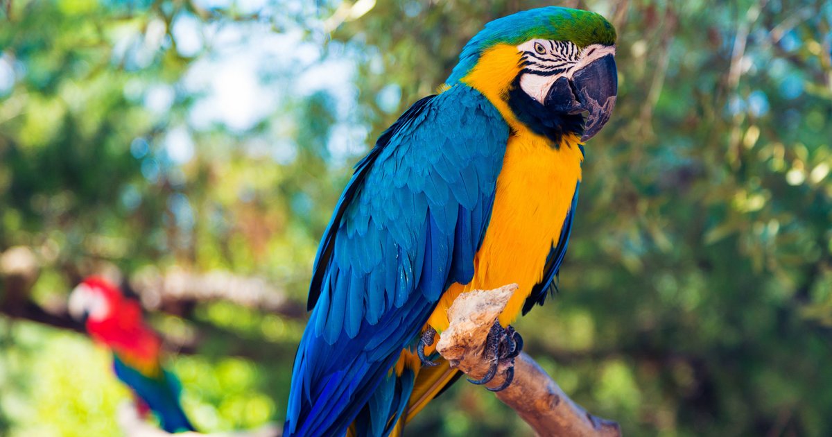 50 Types of Domesticated Birds Quiz - By komiro29