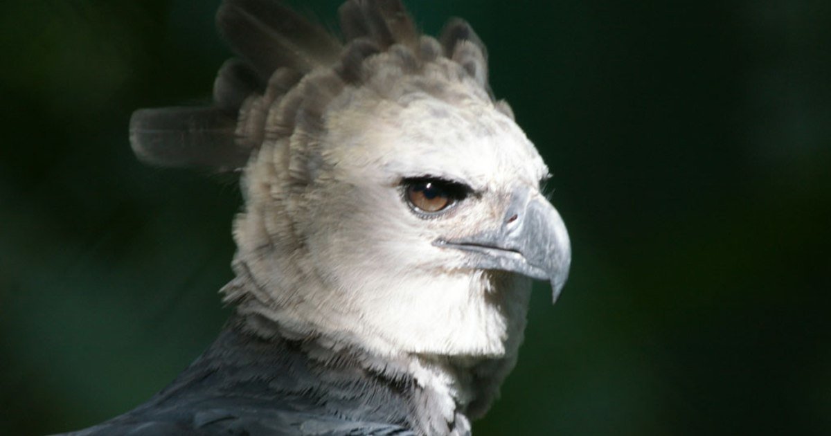 Eagles Over Sporcle Quiz By spanachan