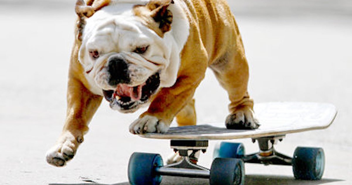 THE ANATOMY OF A SKATEBOARD Quiz By CGMFan1