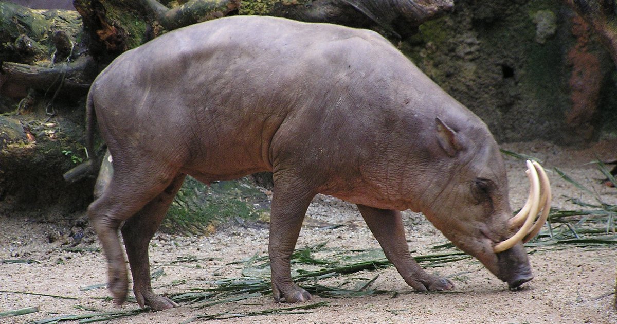 Mammals Starting with N-O Quiz - By Tasi