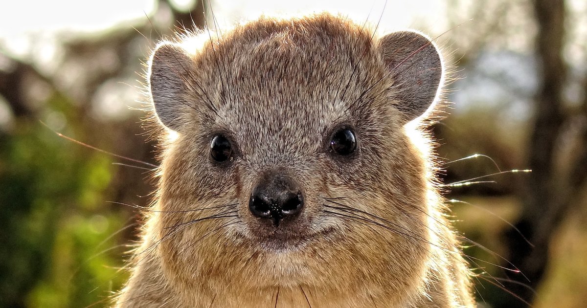 Mammals Starting with Q-R Quiz - By Tasi