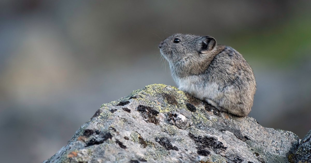 Пищуха фото животное Пищуха фото животное