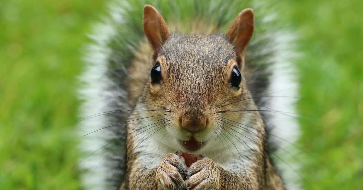 Squirrel Anatomy Quiz By Errigal