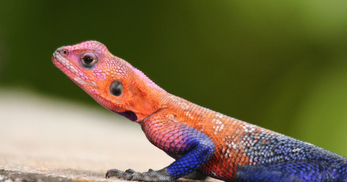 Non-Mammals Starting with A Quiz - By Tasi